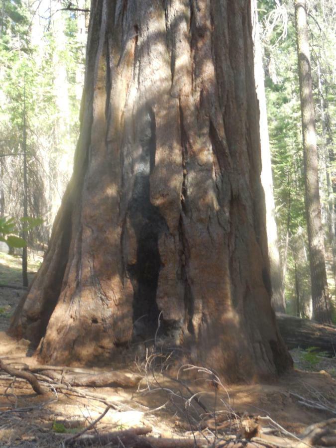 Yosemite Paradise Inn Coulterville Ngoại thất bức ảnh